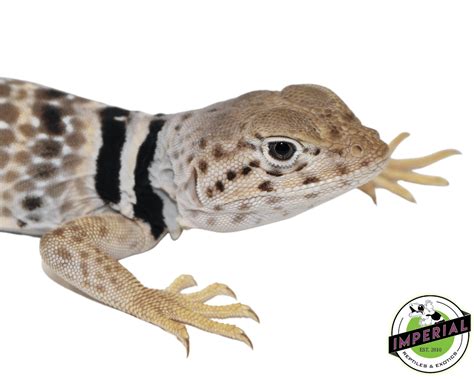 Imperial Reptiles & Exotics – IMPERIAL REPTILES & EXOTICS.